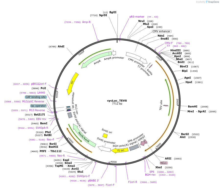 119207-plasmid-map-sequence-id-232048