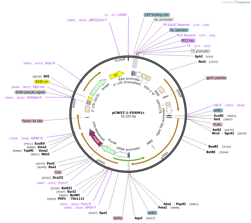 68810-plasmid-map-sequence-id-232051