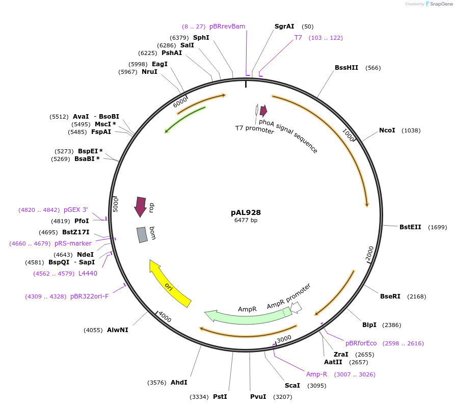 119853-plasmid-map-sequence-id-232052