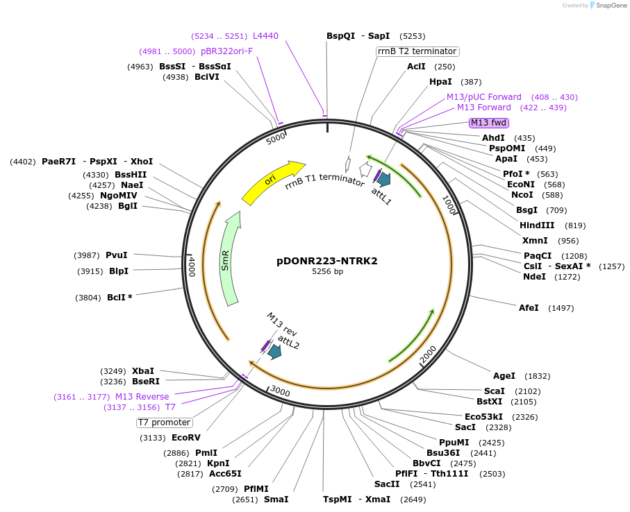 23883-plasmid-map-sequence-id-232057