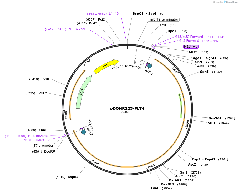 23923-plasmid-map-sequence-id-232063