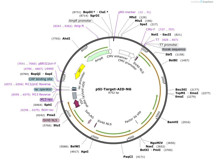 119861-plasmid-map-sequence-id-232065