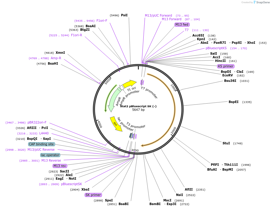 8705-plasmid-map-sequence-id-232067