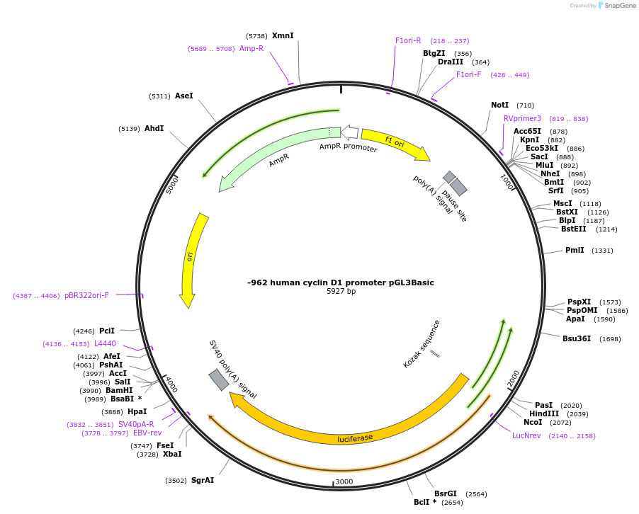 32727-plasmid-map-sequence-id-232068