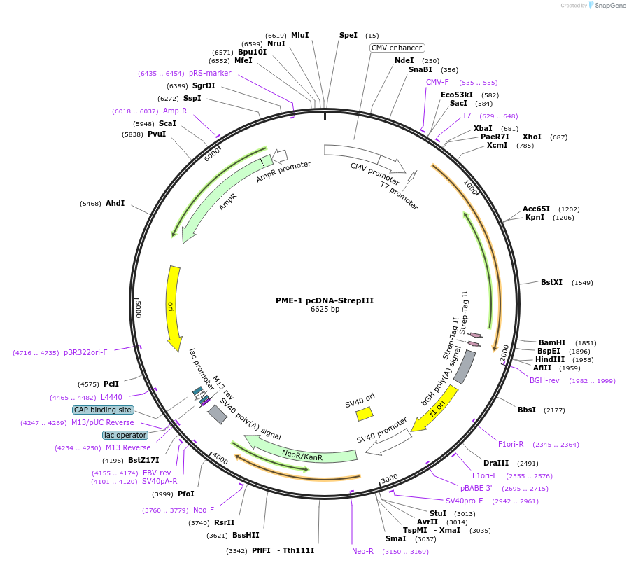 119292-plasmid-map-sequence-id-232071