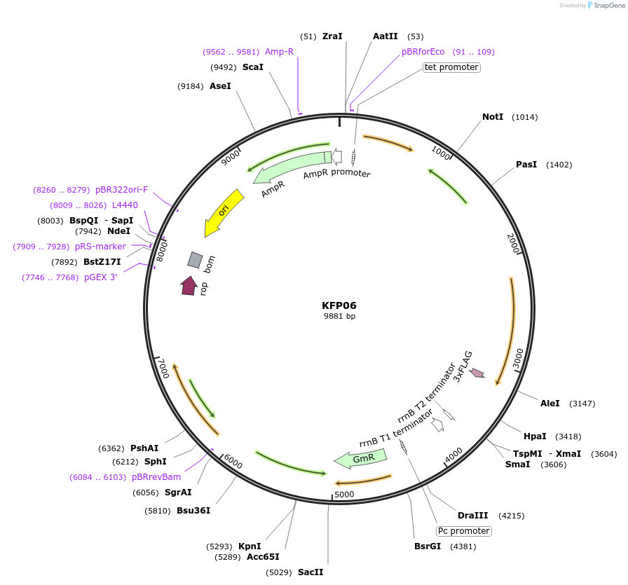 119799-plasmid-map-sequence-id-232073