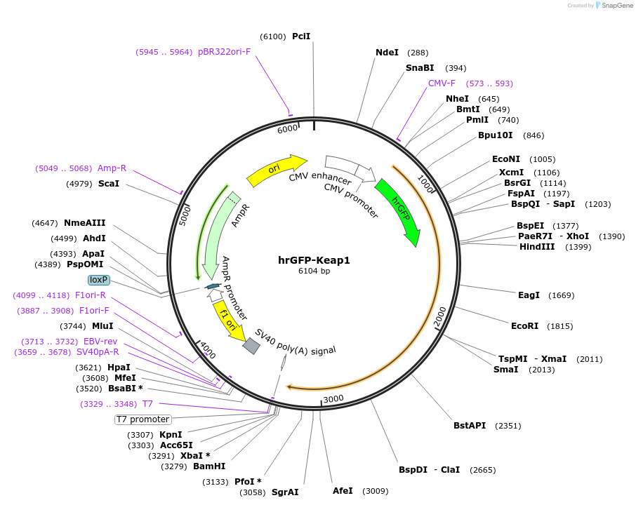 28025-plasmid-map-sequence-id-232076