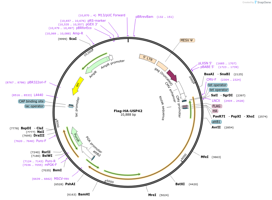 22603-plasmid-map-sequence-id-232085