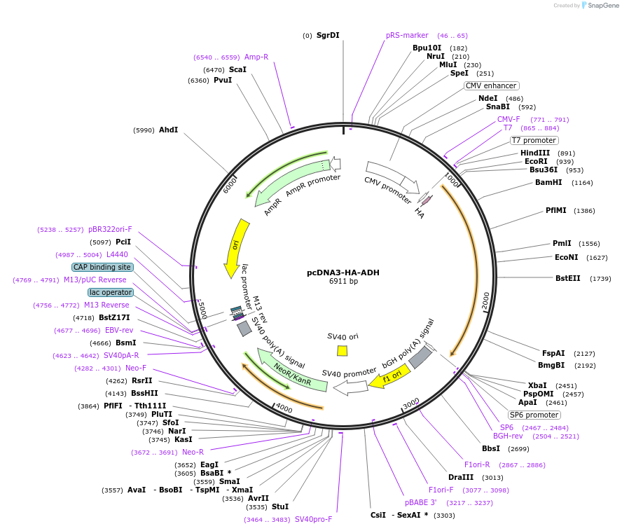 11610-plasmid-map-sequence-id-232087