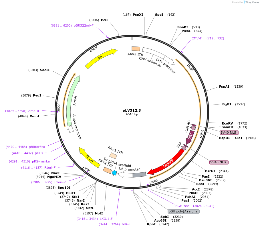 119944-plasmid-map-sequence-id-232093