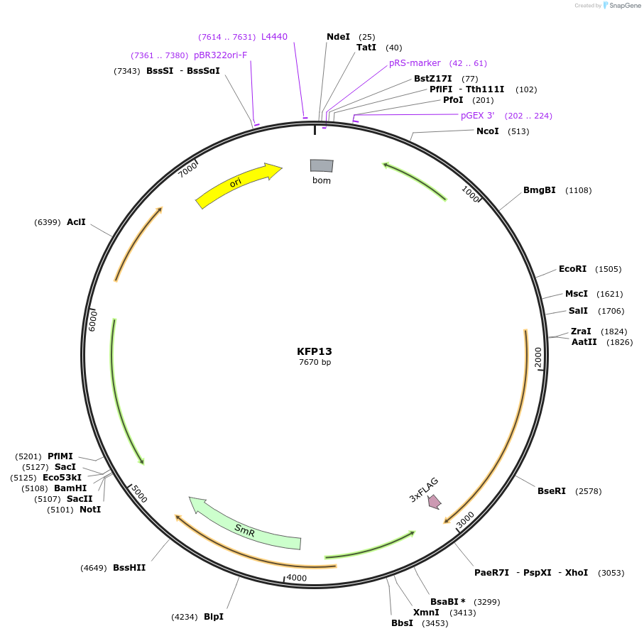 119795-plasmid-map-sequence-id-232096