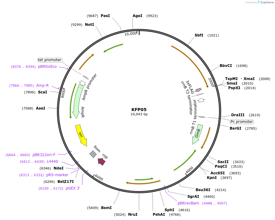 119800-plasmid-map-sequence-id-232097