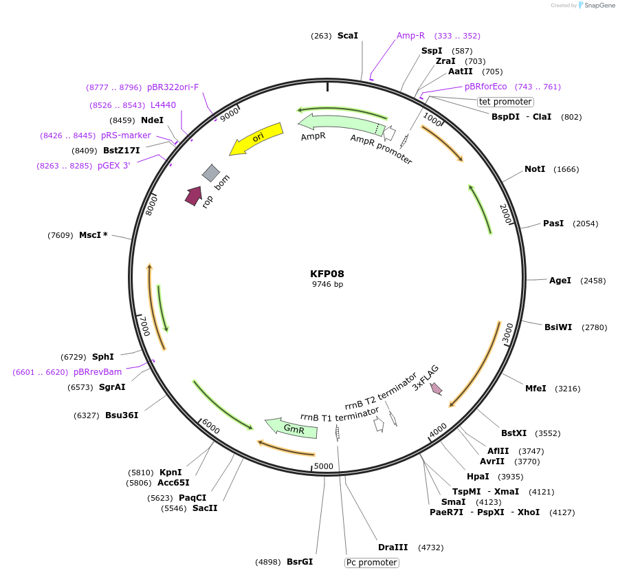 119798-plasmid-map-sequence-id-232099