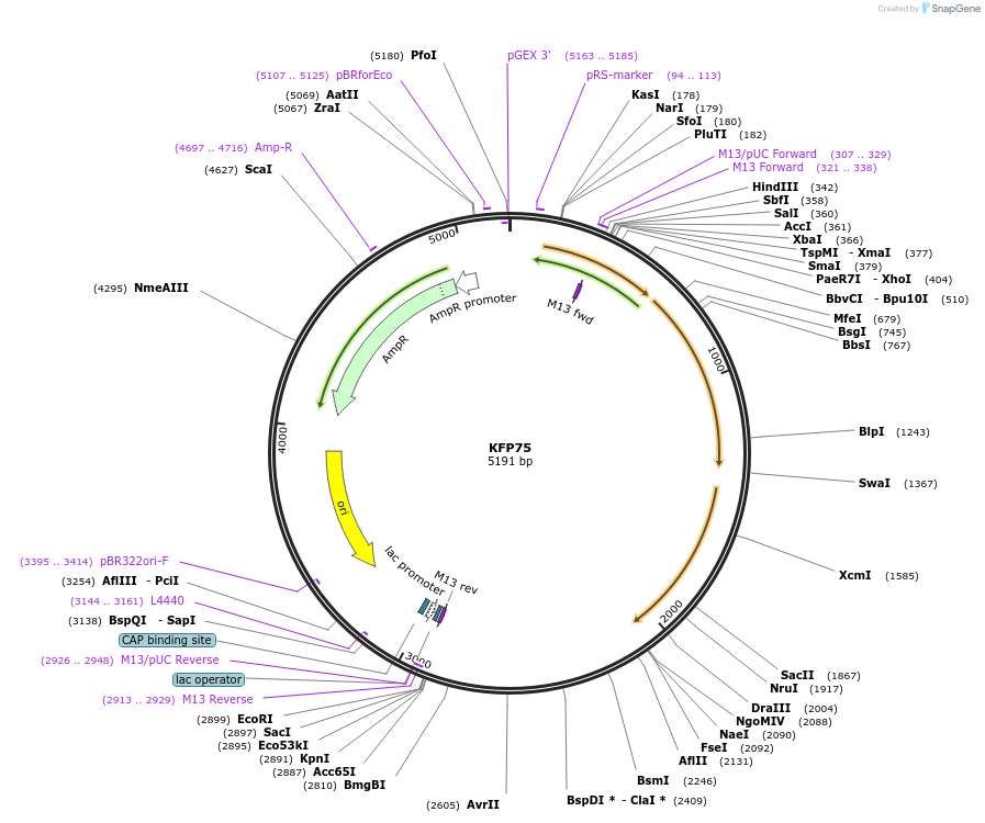 119794-plasmid-map-sequence-id-232101