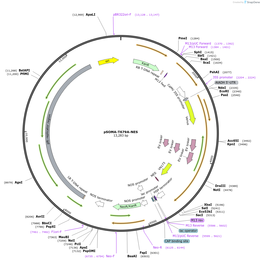 118940-plasmid-map-sequence-id-232102