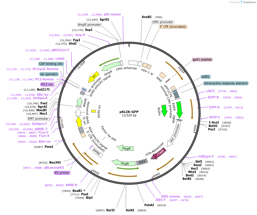 66844-plasmid-map-sequence-id-232105