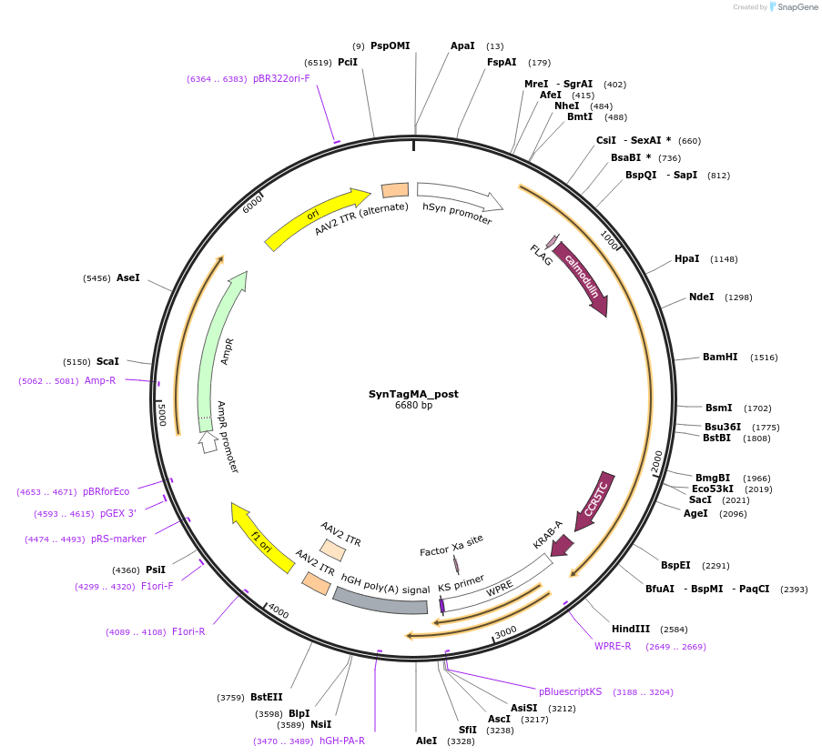 119736-plasmid-map-sequence-id-232107