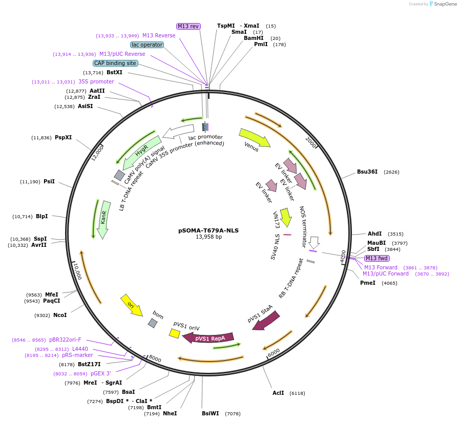 118938-plasmid-map-sequence-id-232110