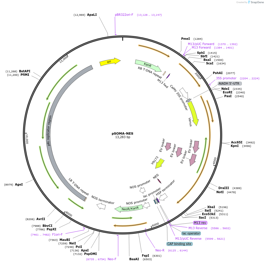 118939-plasmid-map-sequence-id-232111