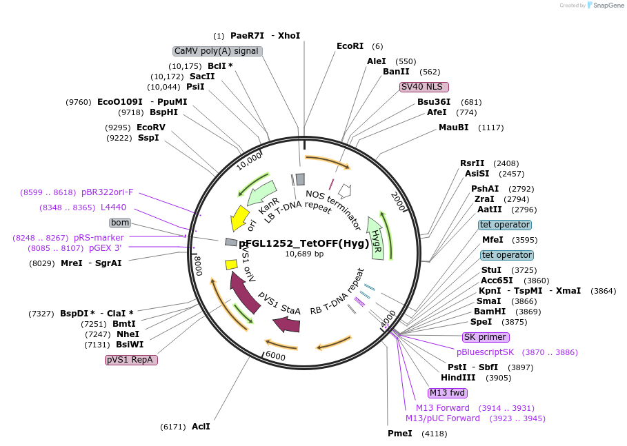 118992-plasmid-map-sequence-id-232118