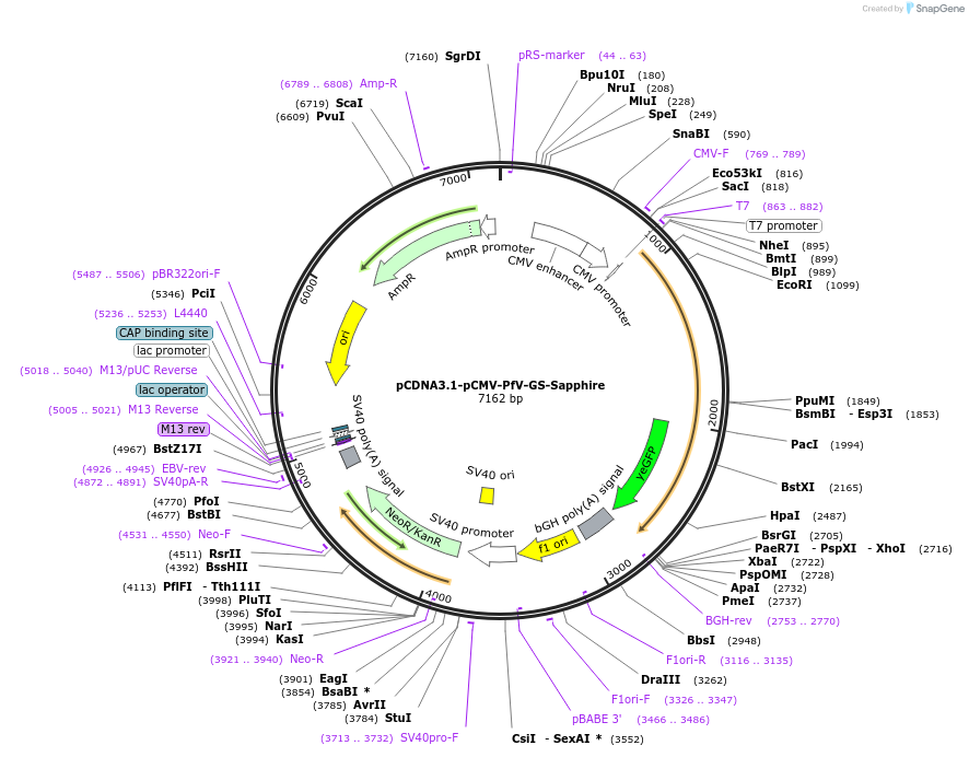 116933-plasmid-map-sequence-id-232144