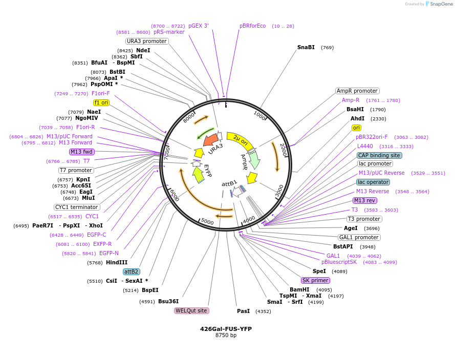 29592-plasmid-map-sequence-id-232151