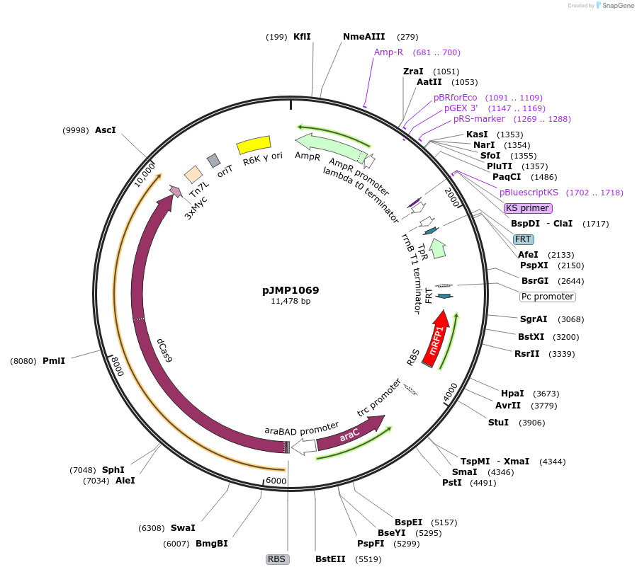 119244-plasmid-map-sequence-id-232156