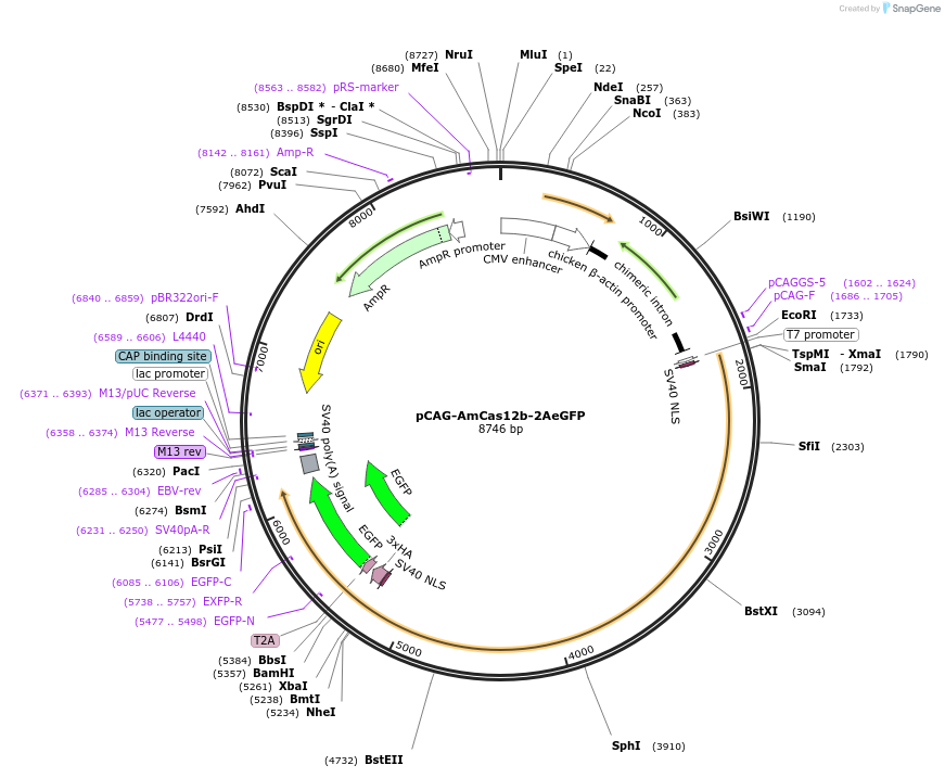 121947-plasmid-map-sequence-id-232177