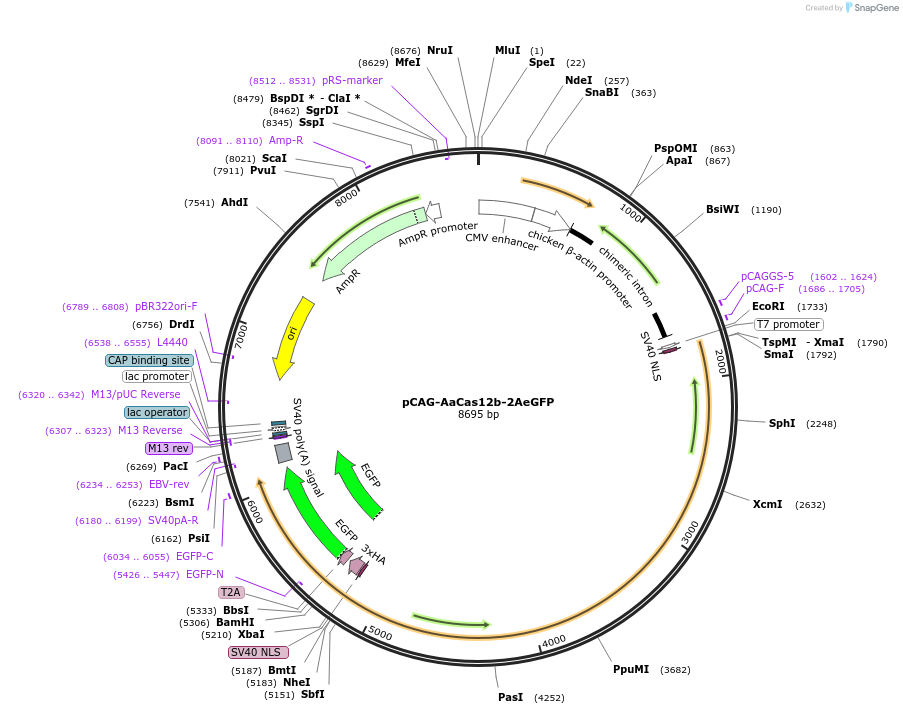 121945-plasmid-map-sequence-id-232179