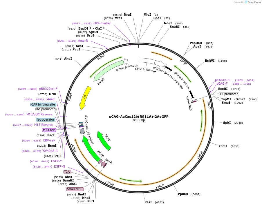 121961-plasmid-map-sequence-id-232188