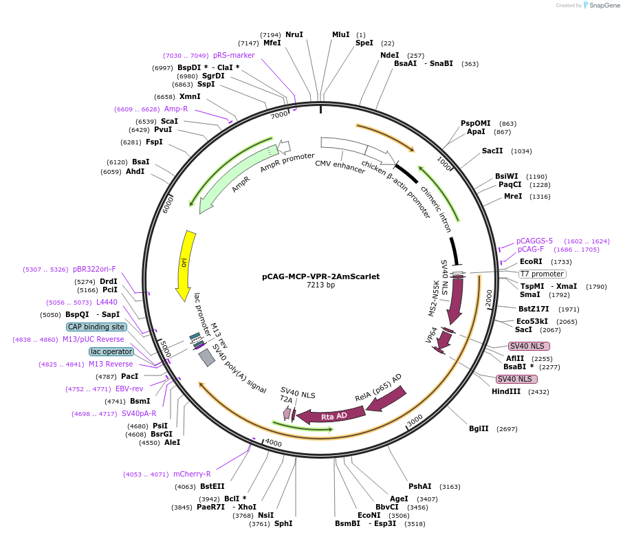 121964-plasmid-map-sequence-id-232191