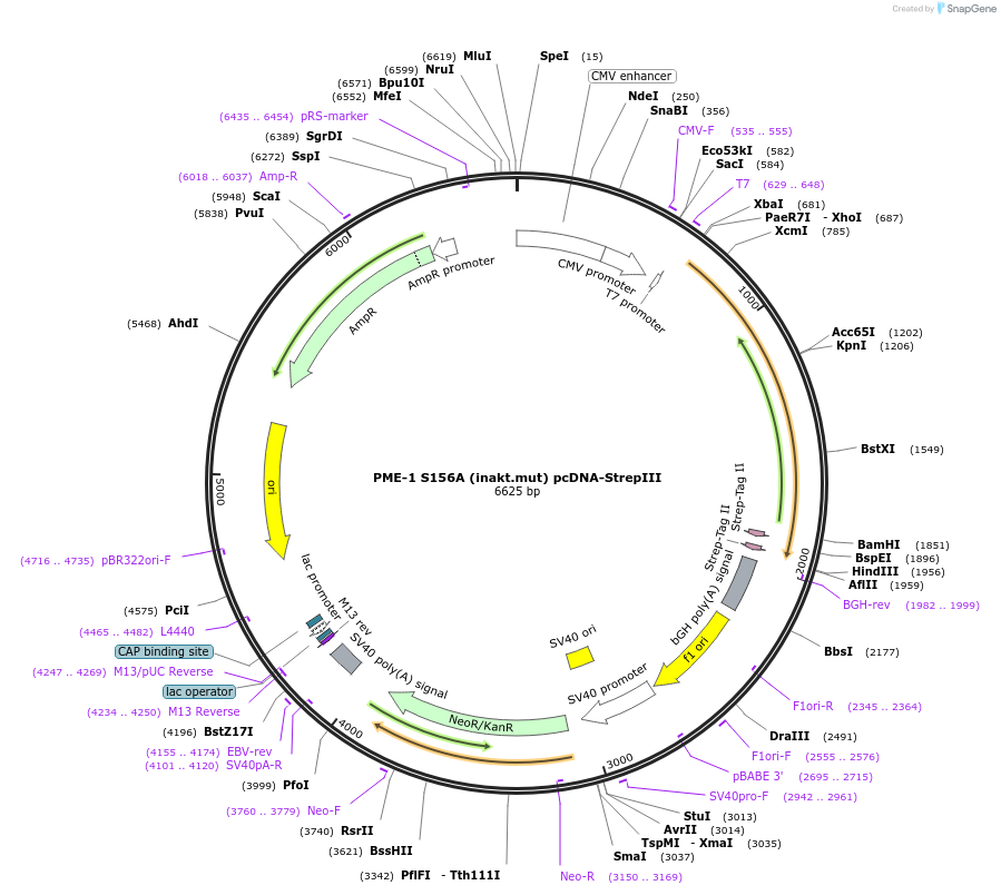 119293-plasmid-map-sequence-id-232194