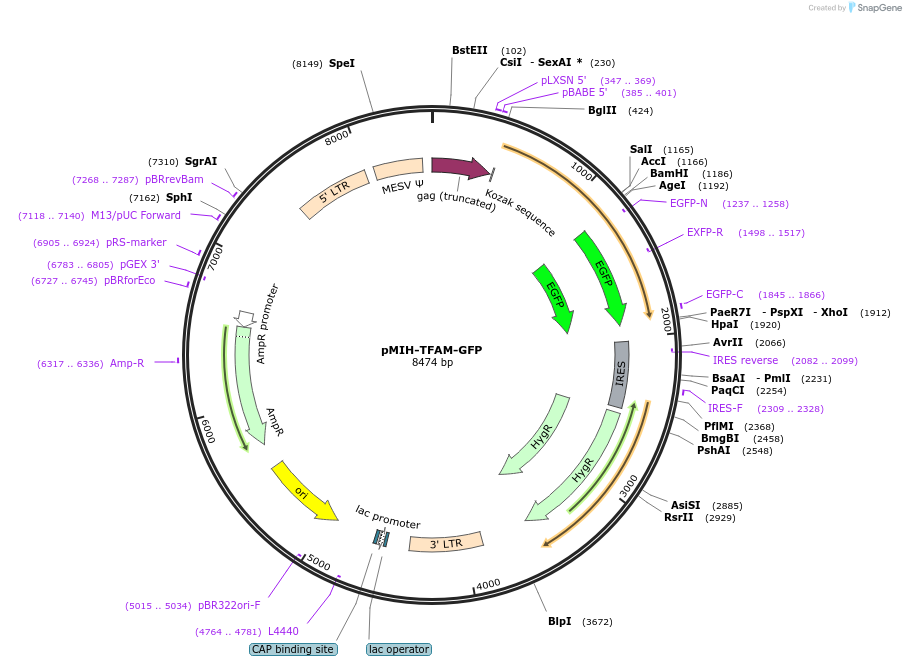 113704-plasmid-map-sequence-id-232196