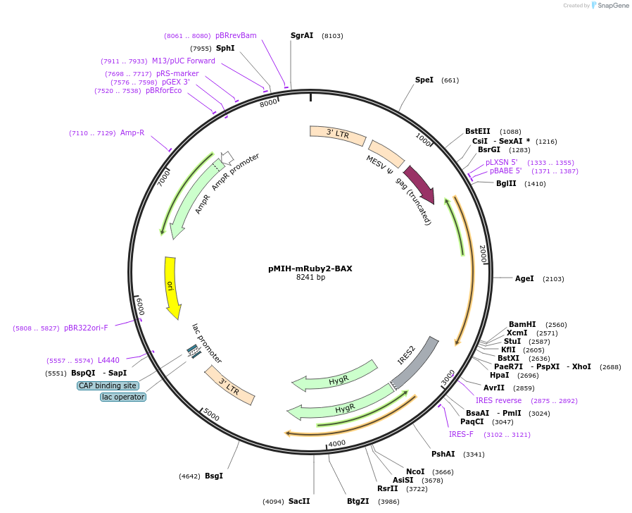111628-plasmid-map-sequence-id-232197