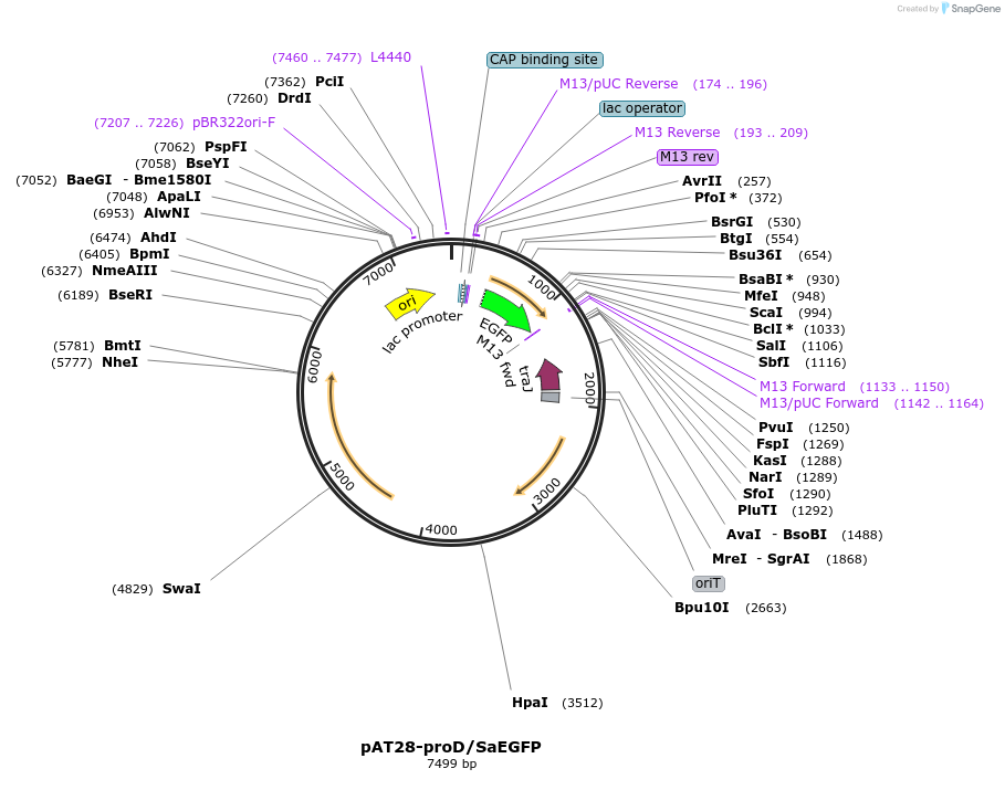120321-plasmid-map-sequence-id-232203
