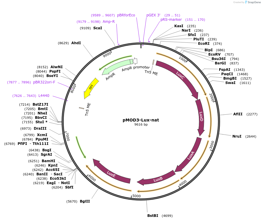 120323-plasmid-map-sequence-id-232206