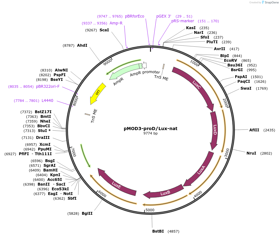 120324-plasmid-map-sequence-id-232208