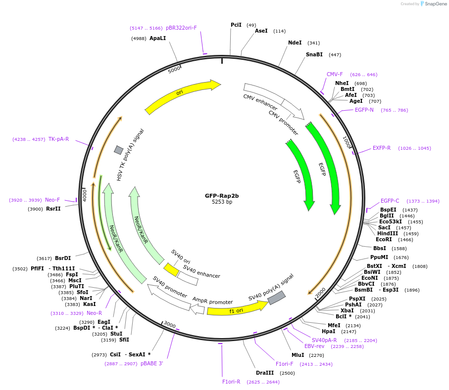 118321-plasmid-map-sequence-id-232214