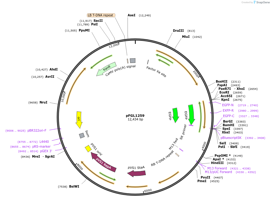 118996-plasmid-map-sequence-id-232222