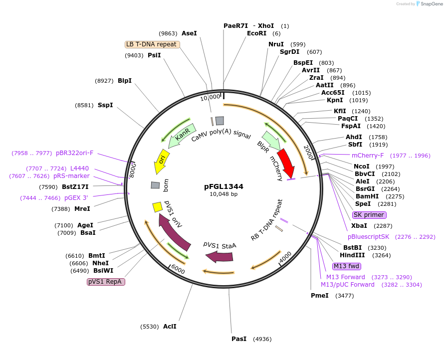 116902-plasmid-map-sequence-id-232238