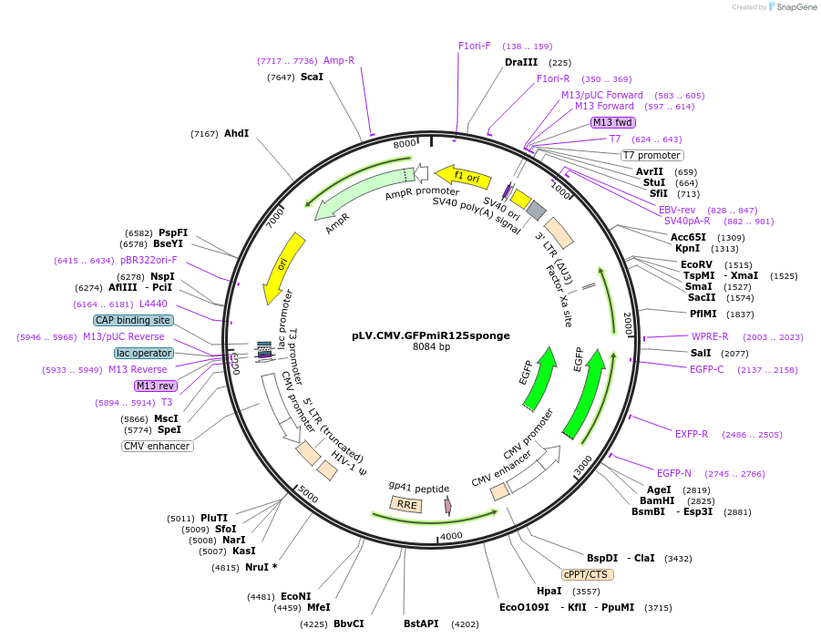 115974-plasmid-map-sequence-id-232239
