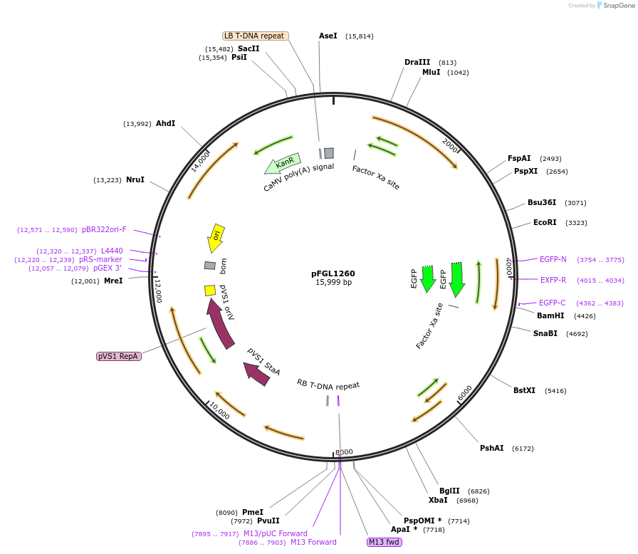 116900-plasmid-map-sequence-id-232240