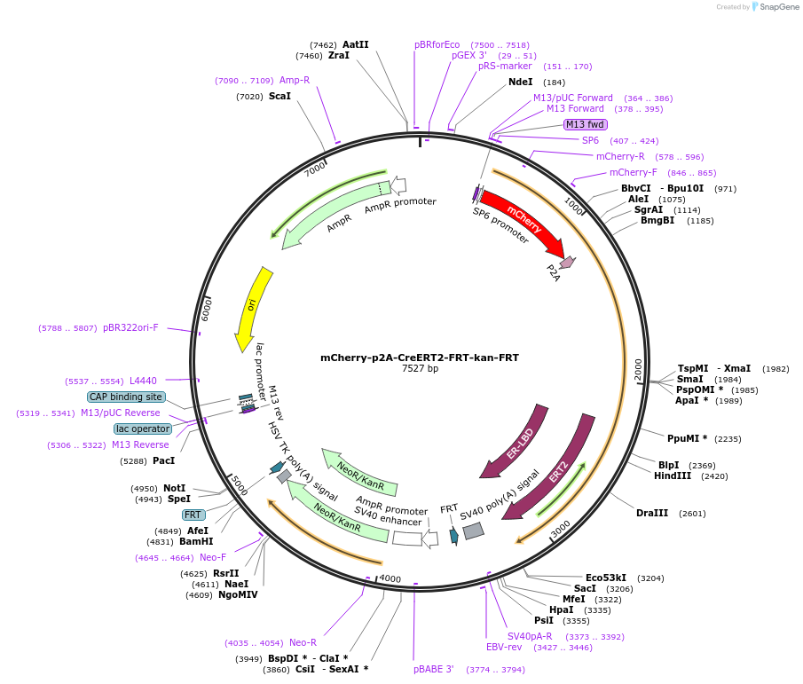 108454-plasmid-map-sequence-id-232248