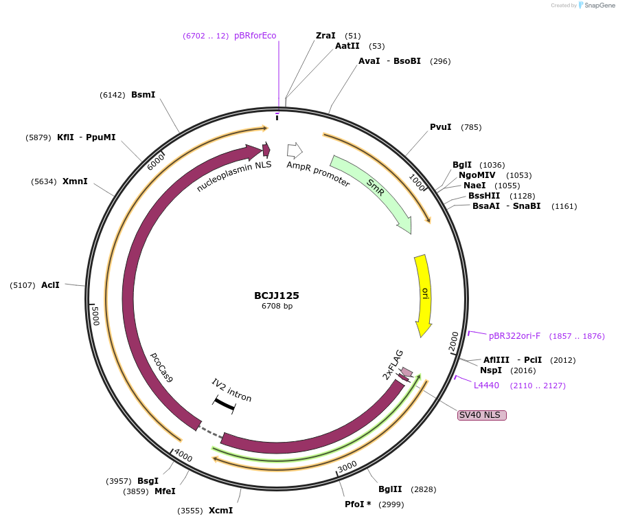 117515-plasmid-map-sequence-id-232257