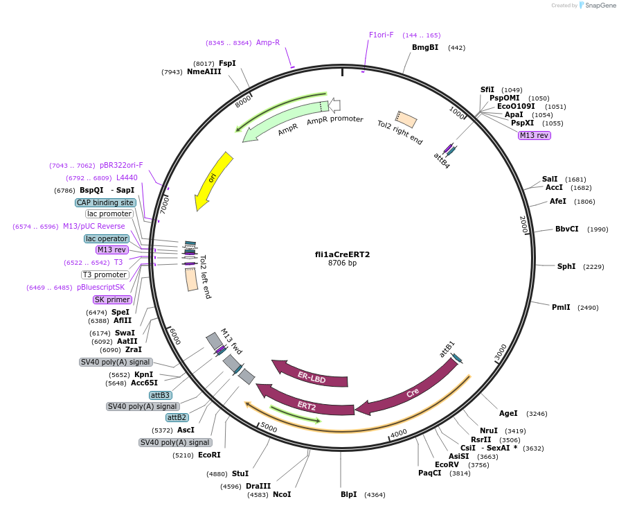 108639-plasmid-map-sequence-id-232259