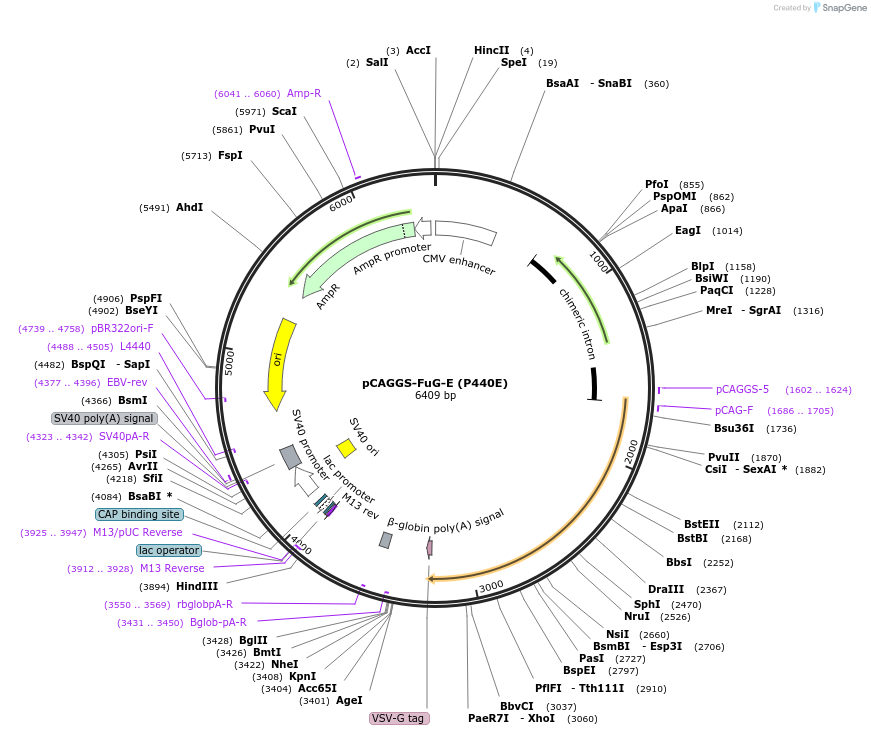 119978-plasmid-map-sequence-id-232261