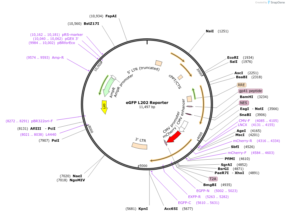119129-plasmid-map-sequence-id-232271