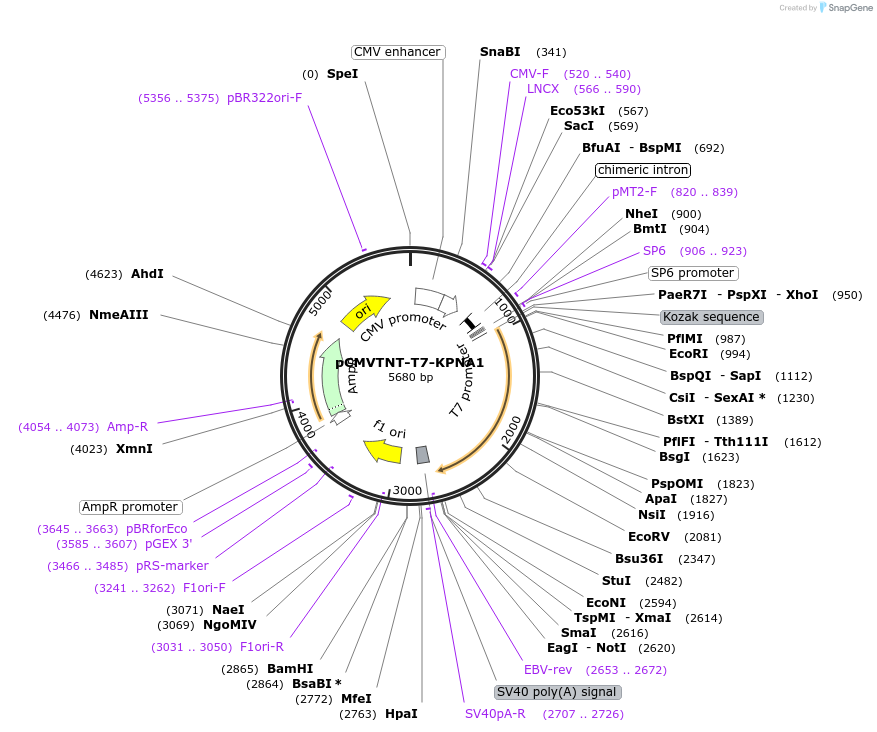 26677-plasmid-map-sequence-id-232274