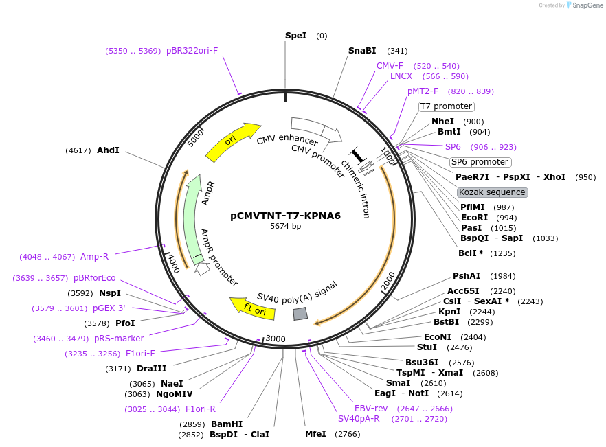 26682-plasmid-map-sequence-id-232281