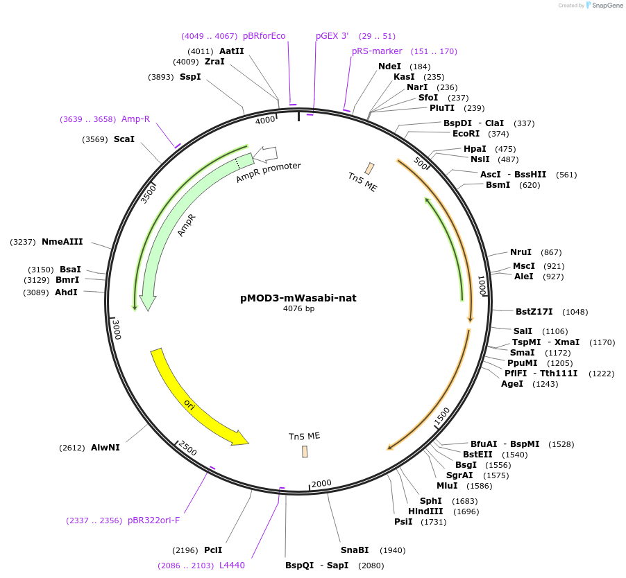 120331-plasmid-map-sequence-id-232283